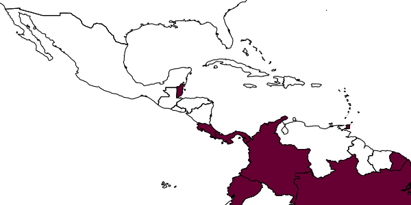map of Psomizopelma macropterum     Gibson, 2018